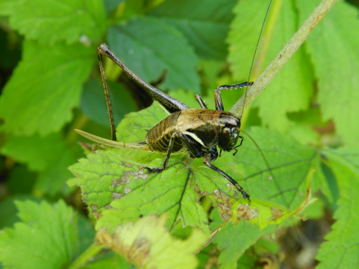 ID grillo nero